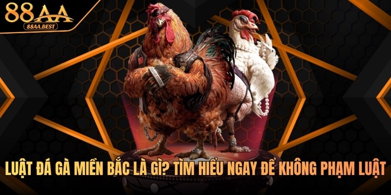 Luật Đá Gà Miền Bắc 88AA - Quy Định, Cách Chơi Và Lưu Ý 1 luật đá gà miền bắc tại 88aa